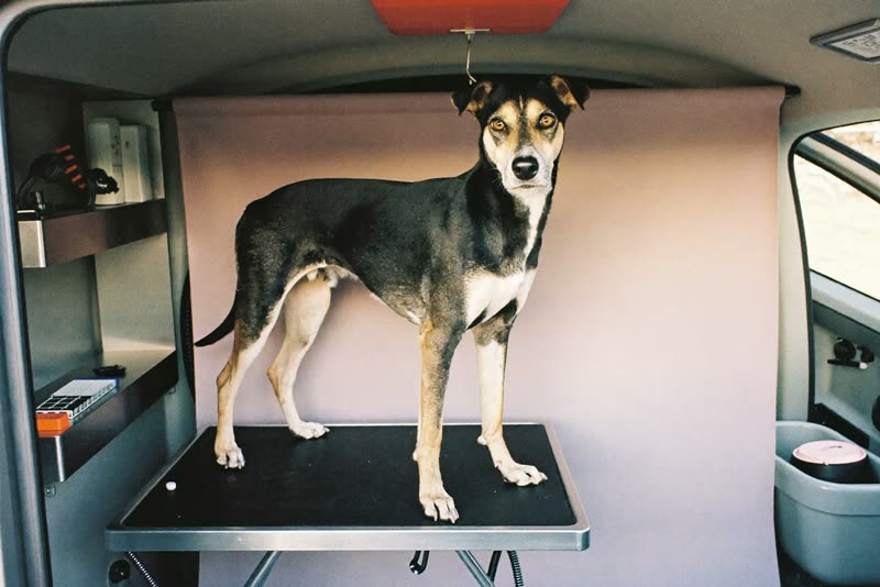 Dog standing on a grooming table inside a mobile grooming van