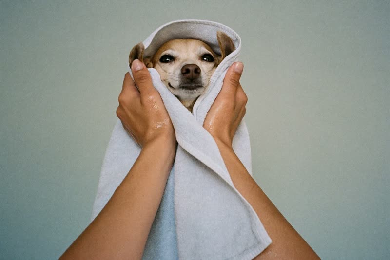 Freshly bathed small dog wrapped in a towel
