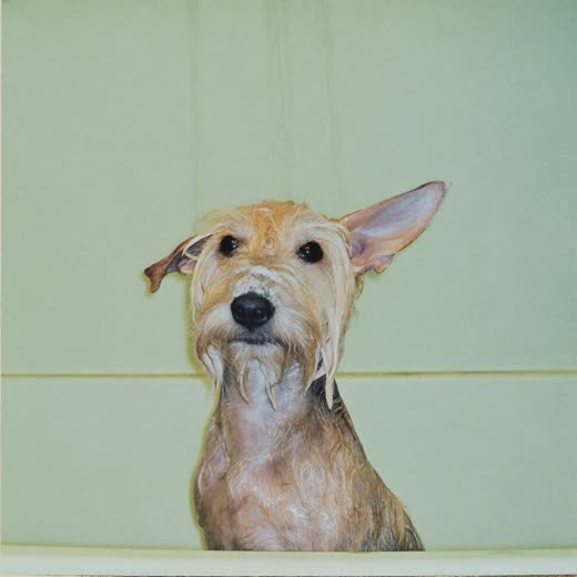 Small dog mid-bath with a lather of shampoo