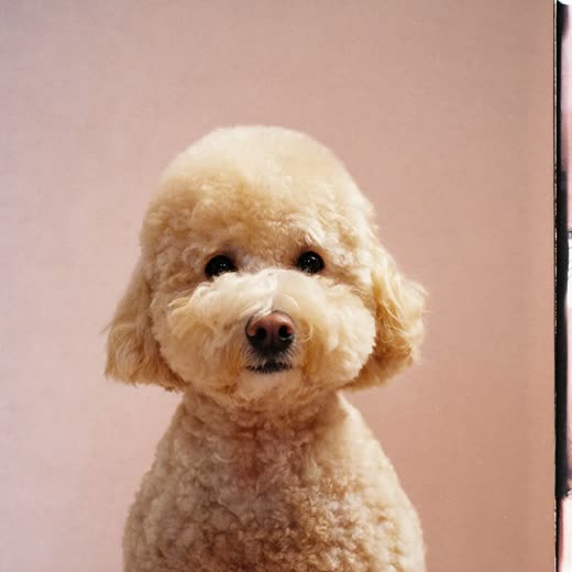 Freshly clipped poodle with a neat trimmed coat