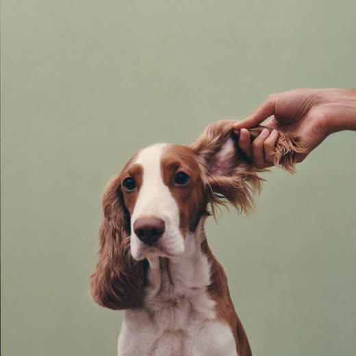 Spaniel having an ear gently checked and cleaned